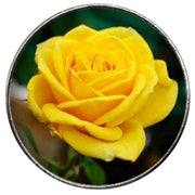 Bassin and Brown Rose Key Ring - Yellow